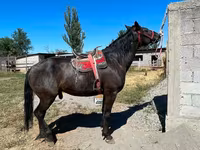 Kůň, Karabair horse — foto 1