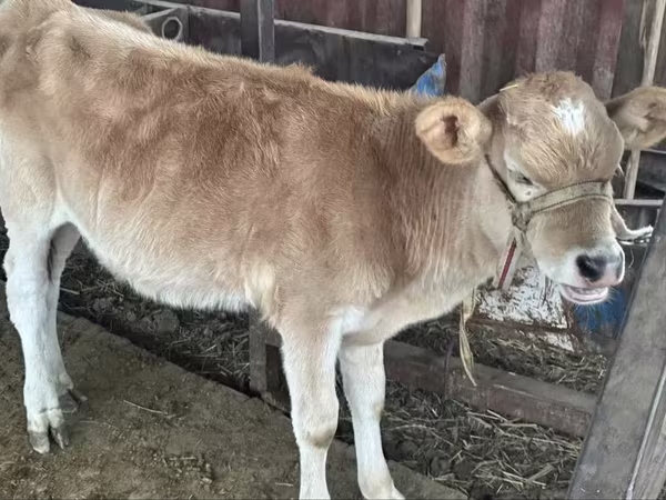 Vaca, Simmental cattle