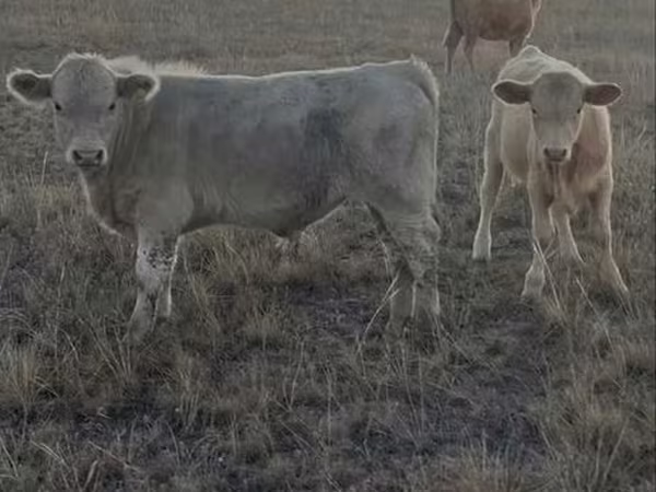 Toro, Razza Auliakol