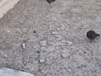 Chickens — 照片 3