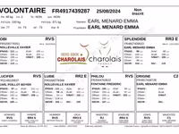 ወንድ በሬ, Charolais cattle — ፎቶ 2