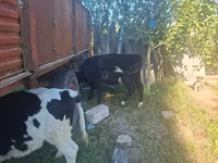 Býk, Russian Black pied cattle — foto 2