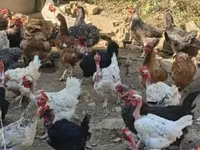 Chickens — zdjęcie 3
