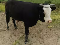 Producem și vindem granule pentru animale si păsări — fotografija 2