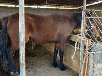 اسب نر, Tatar horse — عکس 4