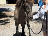 Kobyła, Rocky Mountain Horse — zdjęcie 4
