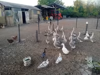 Geese — foto 1