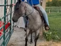 Cavallo, Quarter Horse — foto 2