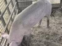 Eber, Schweine — Foto 5