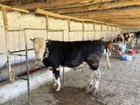 گاو نر, Russian Black pied cattle — عکس 3