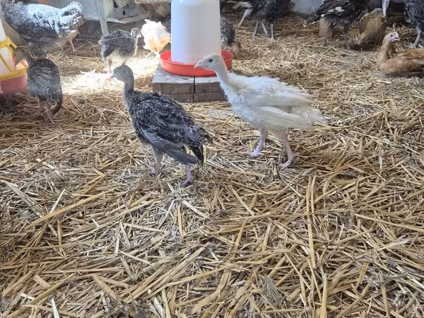 Turkeys