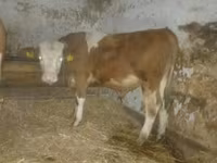 Stier, Simmental cattle — foto 2
