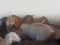 Ovan, Arashan sheep — fotografija 6