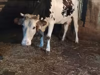 Lembu betina, Holstein breed — foto 1