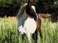 母马, Horses — 照片 1