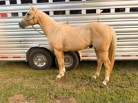 اسب نر, Quarter Horse — عکس 4