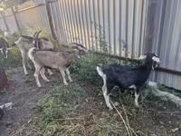 ፍየል, Alpine goat — ፎቶ 3