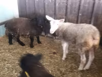 Pecora, White Suffolk sheep — foto 2