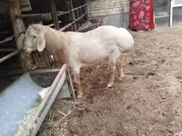 Montone, Arashan sheep — foto 1