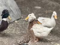American Pekin — ảnh 4