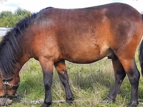 घोड़ा, American shetland pony — रूस