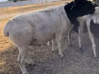 Ovce, Dorper sheep — foto 4