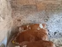 Boğa, Macar gri ırkı — foto 2
