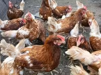 Chickens — foto 3