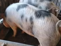 Locha, Świnie — zdjęcie 5