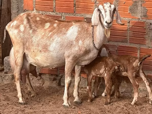 Cabra, Cabras