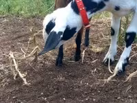 بز ماده, Nubian Goat — عکس 6
