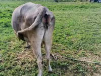 सांड, मवेशी — फ़ोटो 2