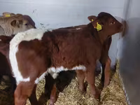 Dibi, Simmental cattle — sawirka 3