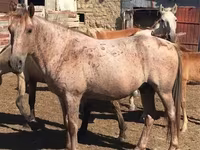 Kuda betina, Horses — foto 4