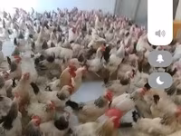 Chickens — รูปภาพ 1