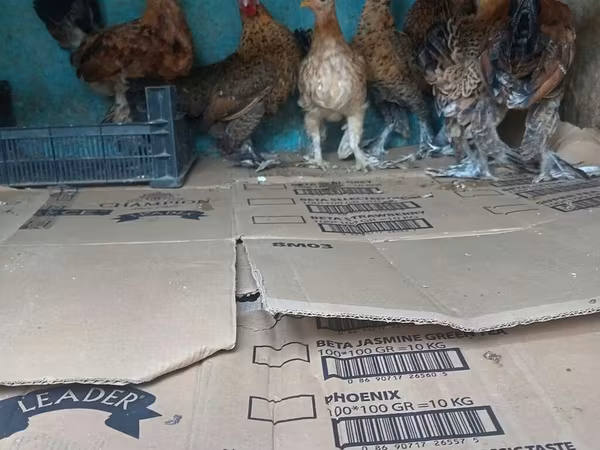 Japansk Bantam