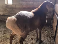 قوچ, Arashan sheep — عکس 2