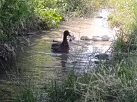 Ducks — Foto 1