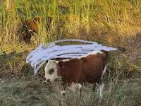 Үнээ, Latvian Blue cattle — 2 зураг