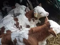 سانڈ, Simmental cattle — تصویر 5