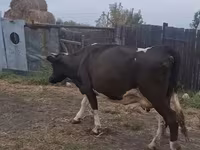 Krava, Russian Black pied cattle — foto 1