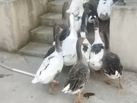 Geese — foto 1