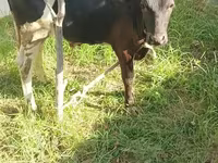 Bull, Cattle — photo 1
