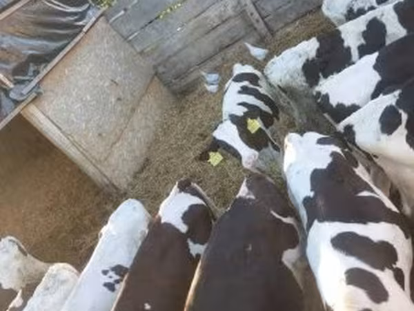 Tyre, Russian Black pied cattle
