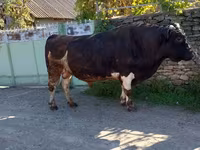 ወንድ በሬ, Cattle — ፎቶ 1