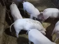 Babi betina, Крупная белая — foto 2
