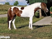 Cavalo, Cavalos — foto 2