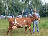 گاو ماده, نژاد کالمیک — عکس 5