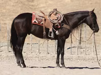 雄馬, Friesian — 写真 3