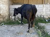 Lembu betina, Cattle — foto 4